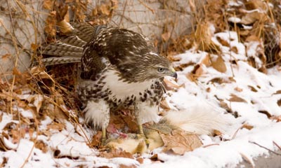 hawk kills squirrel, 2005