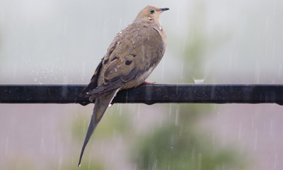dove in the rain, 2005