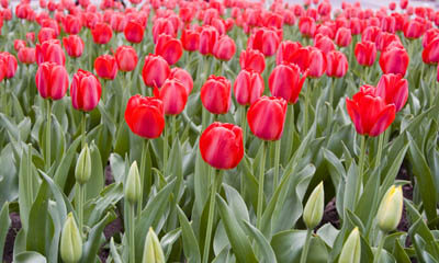 red tulips, 2006